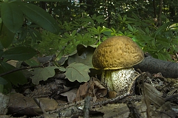 Název souboru=DSC01373.jpg
Velikost souboru=374KB
Rozměry=1200x800
Datum přidání=18. Březen 2017 DSC01373.jpg