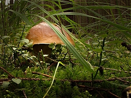 Název souboru=DSC03857.jpg
Velikost souboru=358KB
Rozměry=1066x800
Datum přidání=18. Březen 2017 DSC03857.jpg