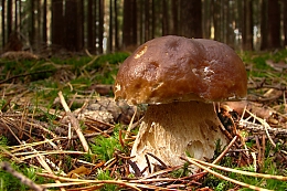 Název souboru=DSC03860.jpg
Velikost souboru=357KB
Rozměry=1200x800
Datum přidání=18. Březen 2017 DSC03860.jpg