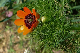 Název souboru=DSC06277.jpg
Velikost souboru=345KB
Rozměry=1200x800
Datum přidání=18. Březen 2017 DSC06277.jpg
