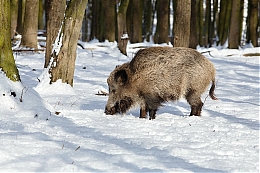 Název souboru=JP3A2447.jpg
Velikost souboru=384KB
Rozměry=1200x800
Datum přidání=29. Leden 2019 JP3A2447.jpg