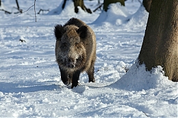 Název souboru=JP3A2491.jpg
Velikost souboru=376KB
Rozměry=1200x800
Datum přidání=29. Leden 2019 JP3A2491.jpg