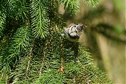 Název souboru=JP3A3607.jpg
Velikost souboru=906KB
Rozměry=1200x800
Datum přidání=20. Červenec 2019 JP3A3607.jpg