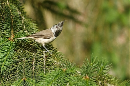 Název souboru=JP3A3609.jpg
Velikost souboru=800KB
Rozměry=1200x800
Datum přidání=20. Červenec 2019 JP3A3609.jpg