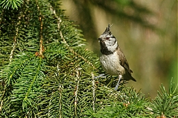 Název souboru=JP3A3617.jpg
Velikost souboru=828KB
Rozměry=1200x800
Datum přidání=20. Červenec 2019 JP3A3617.jpg
