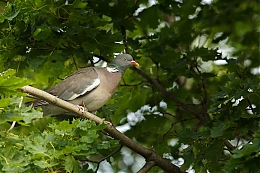 Název souboru=JP3A3687.jpg
Velikost souboru=714KB
Rozměry=1200x800
Datum přidání=20. Červenec 2019 JP3A3687.jpg