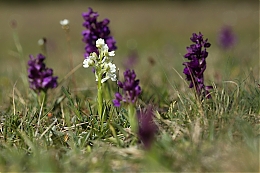 Název souboru=JP3A4427.jpg
Velikost souboru=678KB
Rozměry=1200x800
Datum přidání=27. Duben 2020 JP3A4427.jpg