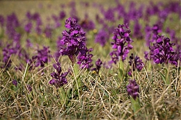 Název souboru=JP3A4433.jpg
Velikost souboru=734KB
Rozměry=1200x800
Datum přidání=27. Duben 2020 JP3A4433.jpg