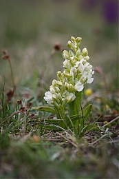 Název souboru=JP3A4460.jpg
Velikost souboru=323KB
Rozměry=600x900
Datum přidání=27. Duben 2020 JP3A4460.jpg