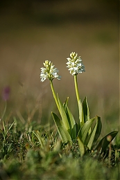 Název souboru=JP3A4525.jpg
Velikost souboru=327KB
Rozměry=600x900
Datum přidání=30. Duben 2020 JP3A4525.jpg