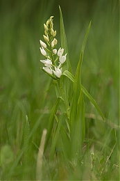 Filename=JP3A4934.jpg
Filesize=315KiB
Dimensions=600x900
Date added=May 14, 2020 JP3A4934.jpg