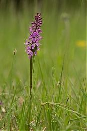 Filename=JP3A4942.jpg
Filesize=358KiB
Dimensions=600x900
Date added=May 14, 2020 JP3A4942.jpg