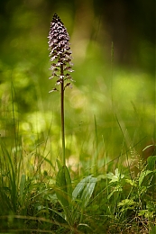 Filename=JP3A5005.jpg
Filesize=377KiB
Dimensions=600x900
Date added=May 14, 2020 JP3A5005.jpg
