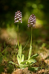 Filename=JP3A5008.jpg
Filesize=383KiB
Dimensions=600x900
Date added=May 14, 2020 JP3A5008.jpg