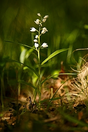 Filename=JP3A5014.jpg
Filesize=339KiB
Dimensions=600x900
Date added=May 14, 2020 JP3A5014.jpg