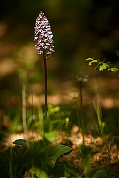 Filename=JP3A5029.jpg
Filesize=336KiB
Dimensions=600x900
Date added=May 14, 2020 JP3A5029.jpg