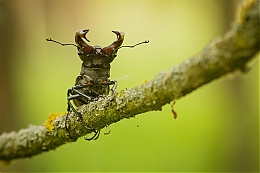 Filename=JP3A5158.jpg
Filesize=615KiB
Dimensions=1200x800
Date added=May 17, 2020 JP3A5158.jpg