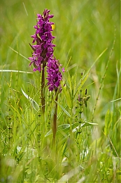 Filename=JP3A5244.jpg
Filesize=429KiB
Dimensions=600x900
Date added=May 27, 2020 JP3A5244.jpg