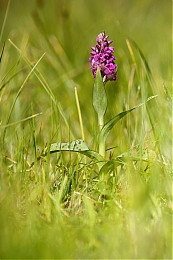 Filename=JP3A5274.jpg
Filesize=380KiB
Dimensions=600x900
Date added=May 27, 2020 JP3A5274.jpg