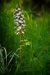 Filename=JP3A5302.jpg
Filesize=383KiB
Dimensions=600x900
Date added=Jun 03, 2020 JP3A5302.jpg