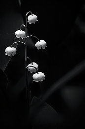 Filename=JP3A5355.jpg
Filesize=175KiB
Dimensions=600x900
Date added=Jun 03, 2020 JP3A5355.jpg