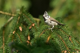 Název souboru=JP3A9236.jpg
Velikost souboru=233KB
Rozměry=1200x800
Datum přidání=03. Leden 2019 JP3A9236.jpg