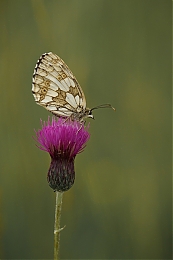 Název souboru=JP3A9352.jpg
Velikost souboru=146KB
Rozměry=600x900
Datum přidání=03. Leden 2019 JP3A9352.jpg